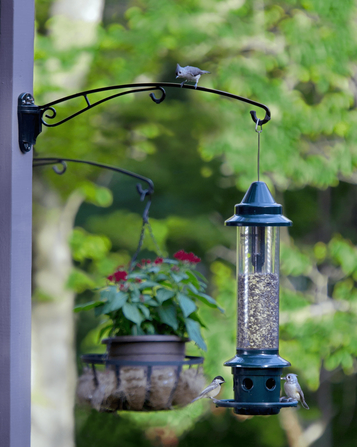 hanging plants for birds Brome BirdsUP 25" Hanging Bracket