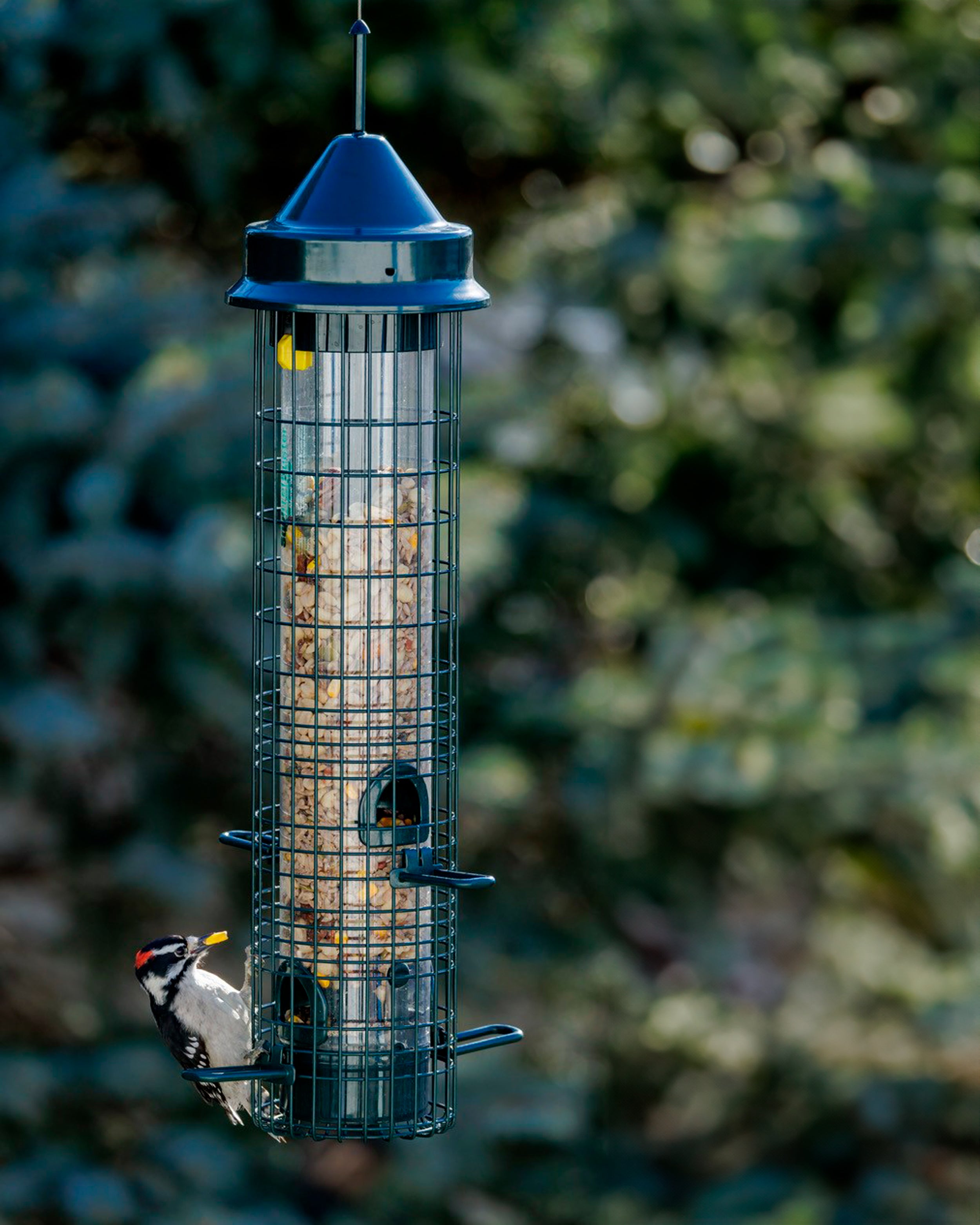 Squirrel Buster® Classic