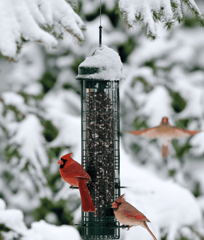 Squirrel Buster® Classic