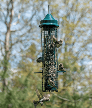 Squirrel Buster® Classic