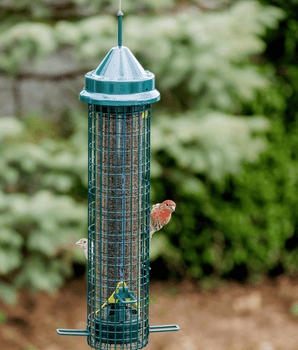 Squirrel Buster® Finch