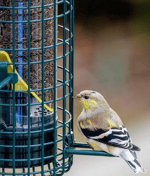 Squirrel Buster® Finch