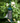 Squirrel Buster® Mini
