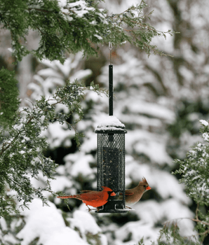 Squirrel Buster® Mini