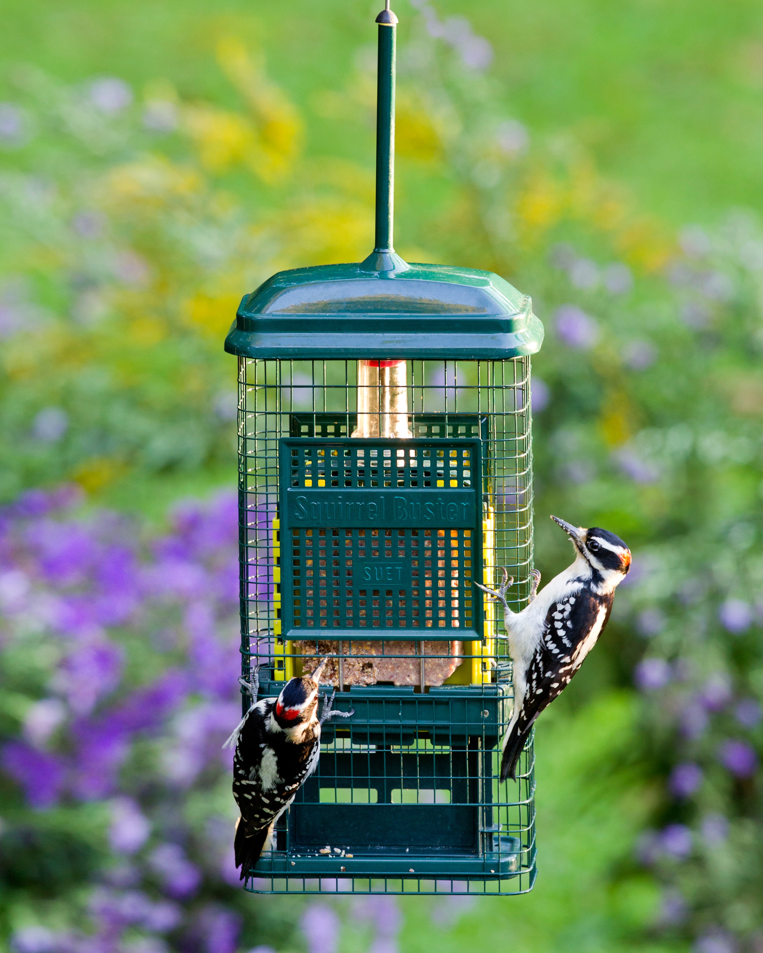 Squirrel Buster® Suet