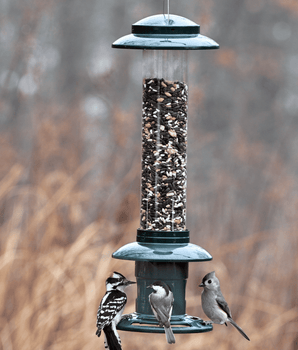 Squirrel Buster® Evolution