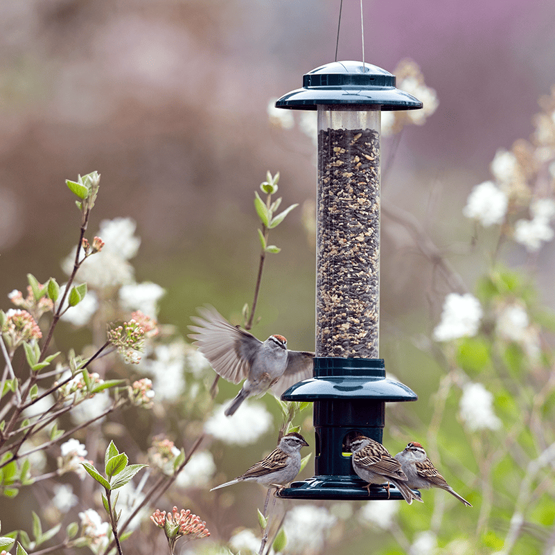 How to Raccoon Proof Bird Feeders