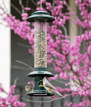How to Fix a Spring Loaded Bird Feeder: Quick & Easy Tips