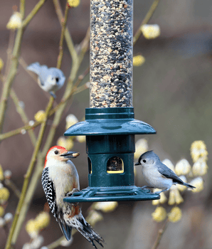 Squirrel Buster® Evolution