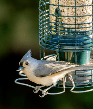 Squirrel Solution® 150