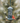 Squirrel Buster® Standard