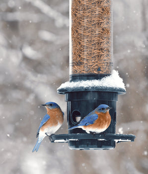 Squirrel Buster® Plus