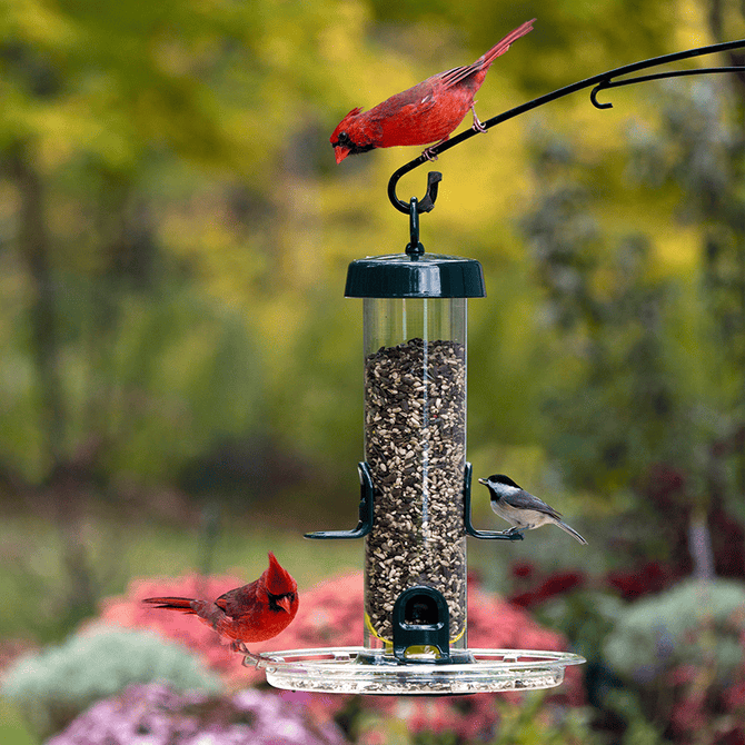 Squirrel Buster® Plus – BROME US