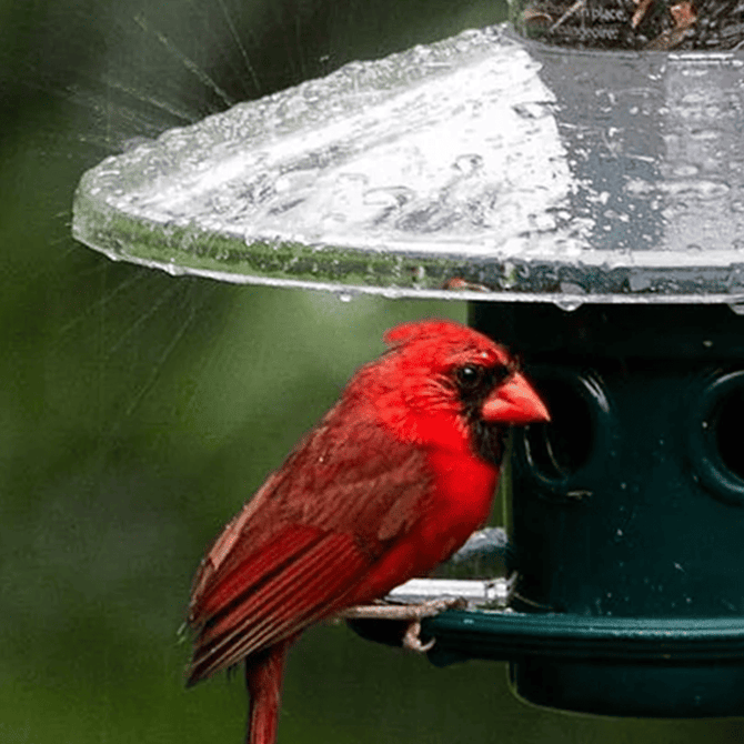 Squirrel Buster® Plus – BROME US