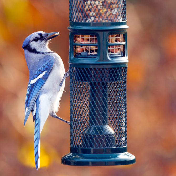 Bird Feeders – BROME US