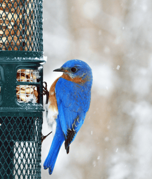 Squirrel Buster® Nut Feeder