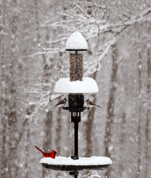 Squirrel Buster® Plus Podium™