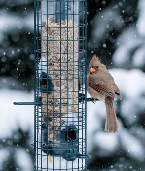 Squirrel Buster® Classic