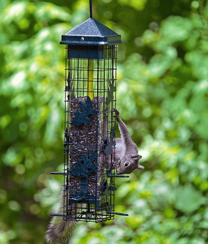 Squirrel Solution 200 – Black Friday 2-Pack Promo*