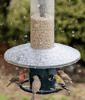 Weather Guard Accessory for the Squirrel Buster® Plus