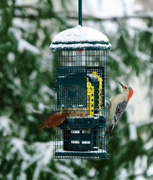 Squirrel Buster® Suet