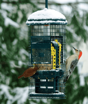 Squirrel Buster® Suet